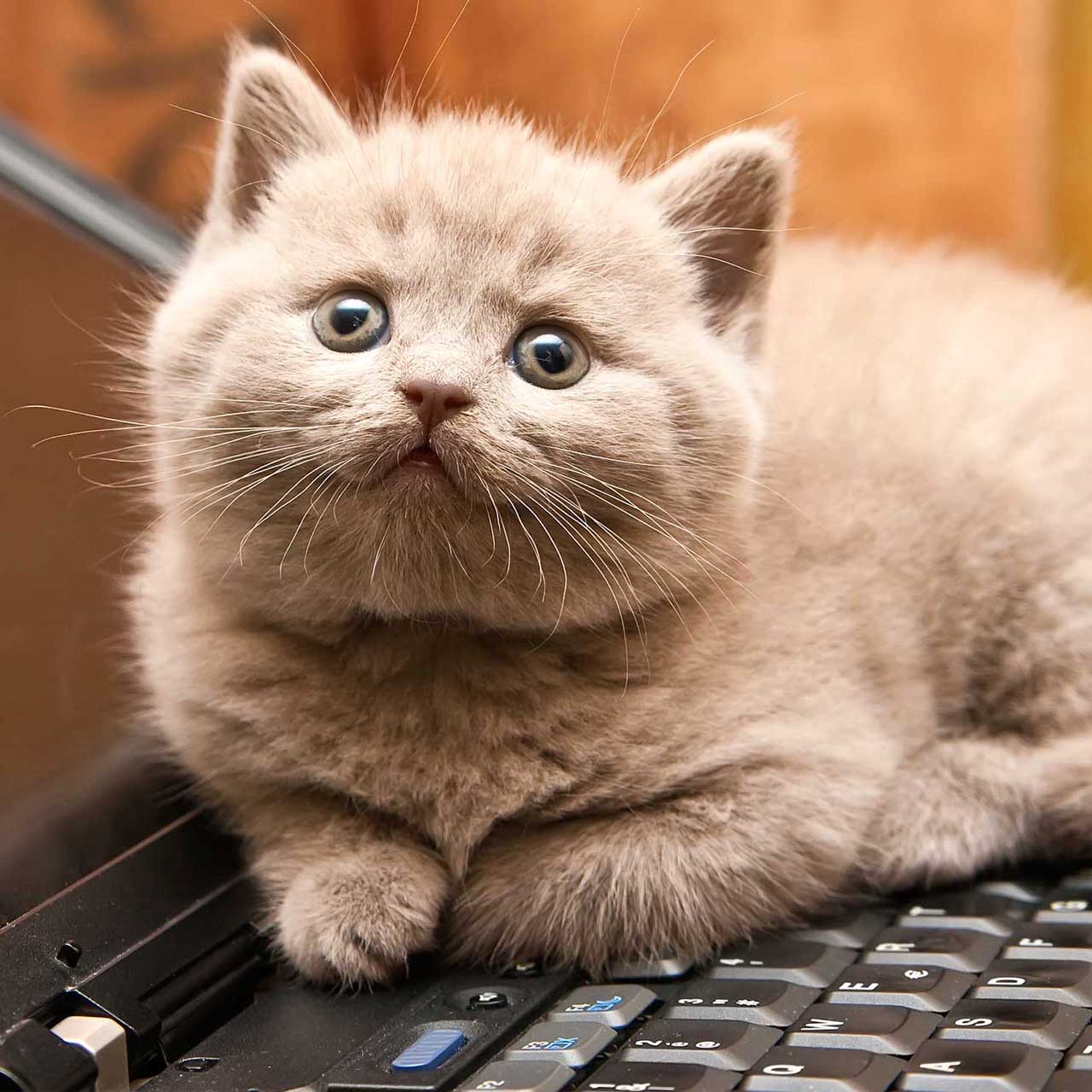 Login Full Background