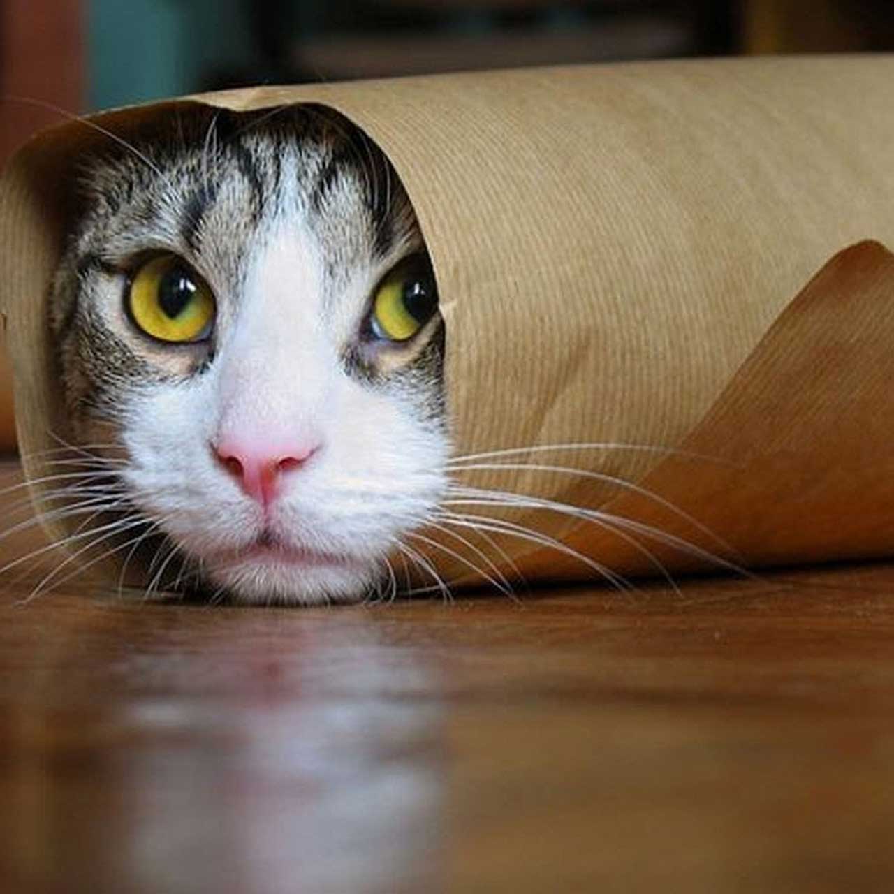 Login Full Background