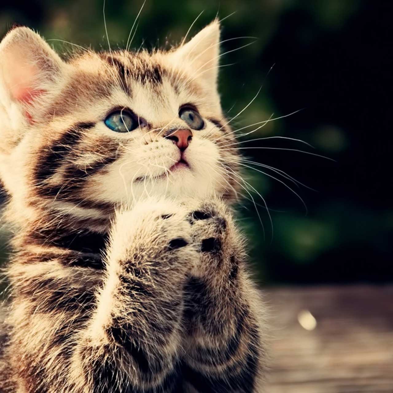 Login Full Background