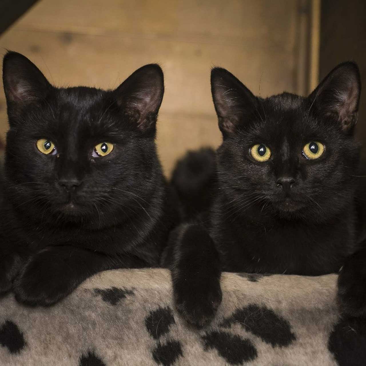 Login Full Background